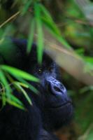 Gorillas in the Virunga Mountains